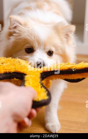 Remorqueur de guerre avec chien de race pomeranienne. Spitz klein dans le concept de la maison. Banque D'Images