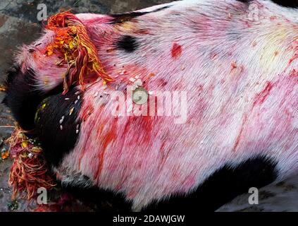 Katmandou, Népal. 15 novembre 2020. Le corps d'une vache est photographié avec des offrandes adorées par des dévotés lors d'une cérémonie religieuse du festival de la vache, le troisième jour du festival Tihar, à Katmandou, Népal, le 15 novembre 2020. Crédit : Sunil Sharma/ZUMA Wire/Alay Live News Banque D'Images