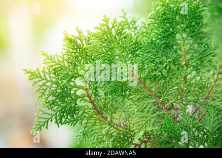 Gros plan d'Orientali Arborvitae sur fond flou Banque D'Images