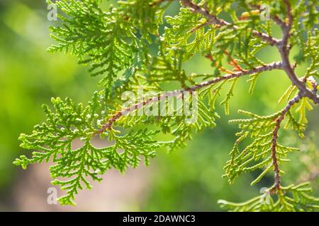 Gros plan d'Orientali Arborvitae sur fond flou Banque D'Images