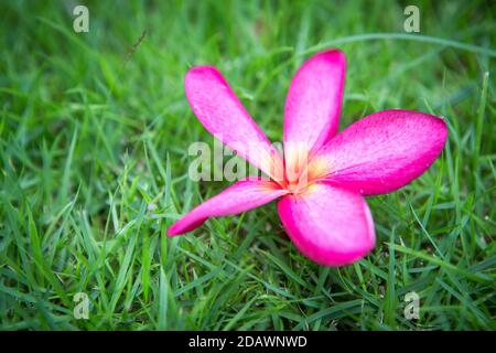 Plumeria rose fleurit sur fond d'herbe Banque D'Images