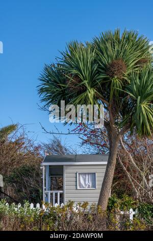 Un bureau de jardin chic ou chic abri de jardin ou cabine de jardin sous. Palmier dans un jardin à l'arrière sur l'isle o wight uk Banque D'Images