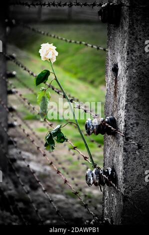 Rose blanche à Auschwitz sur un fil barbelé Banque D'Images
