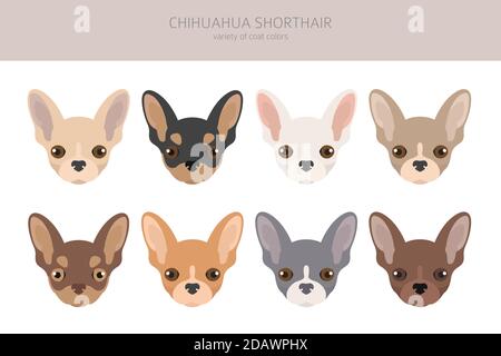 Chiens Chihuahua différentes couleurs de pelage. Jeu de caractères Chihuahuas. Illustration vectorielle Illustration de Vecteur
