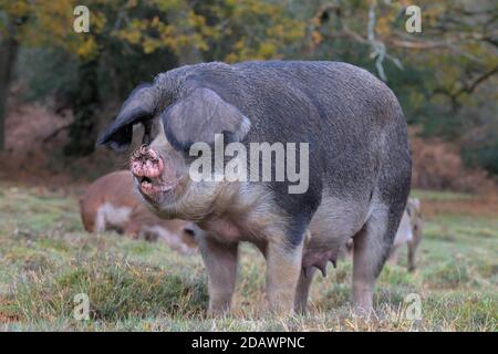 Grand cochon et porcelets noirs fourragent pour la nourriture pendant Pannage dans la New Forest Royaume-Uni où les porcs sont libérés Pour effacer les Acorns Banque D'Images