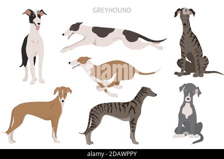 Chiens Greyhound anglais dans différentes poses. Jeu de caractères de niveaux de gris. Illustration vectorielle Illustration de Vecteur