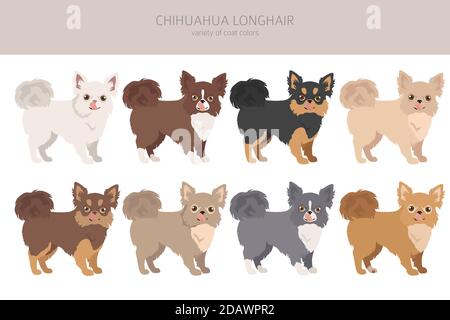 Chiens Chihuahua différentes couleurs de pelage. Jeu de caractères Chihuahuas. Illustration vectorielle Illustration de Vecteur