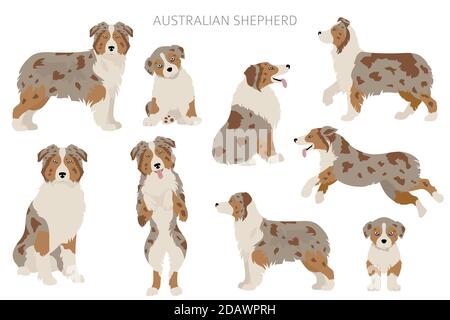 Ensemble de chiens de berger australiens. Variétés de couleurs, différentes poses. Collection d'infographies Dogs. Illustration vectorielle Illustration de Vecteur