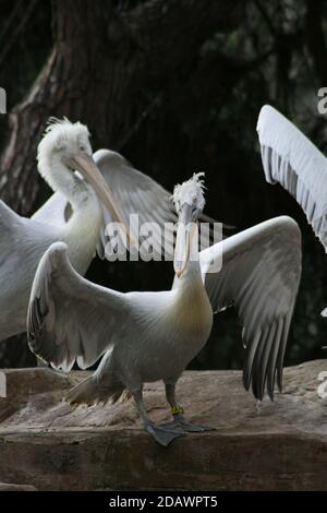 Les pélicans avec ailes s'étendent sur le sol Banque D'Images