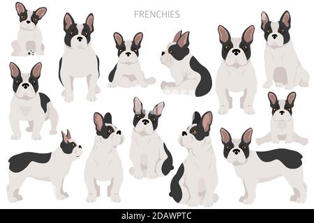 Des bouldogs français dans différentes poses. Kit pour adulte et chiot. Illustration vectorielle Illustration de Vecteur