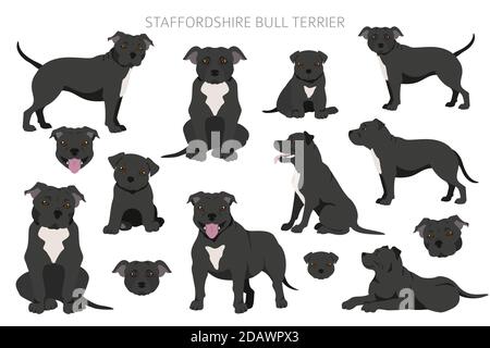 Staffordshire Bull terrier dans différentes poses. Jeu de caractères Staffy. Illustration vectorielle Illustration de Vecteur