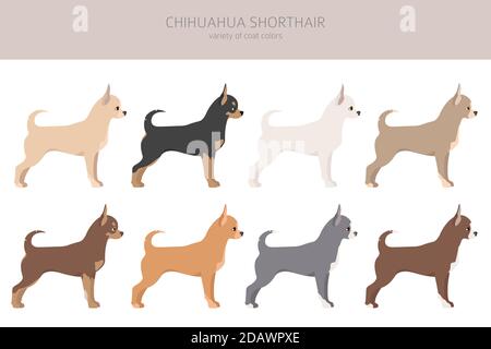 Chiens Chihuahua différentes couleurs de pelage. Jeu de caractères Chihuahuas. Illustration vectorielle Illustration de Vecteur