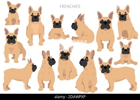 Des bouldogs français dans différentes poses. Kit pour adulte et chiot. Illustration vectorielle Illustration de Vecteur
