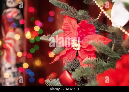 Étoile de Noël rouge, poinsettia en fleurs, laitoued, sur l'arbre de Noël, symbole de prospérité et de confort dans la maison. Banque D'Images