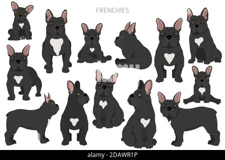 Des bouldogs français dans différentes poses. Kit pour adulte et chiot. Illustration vectorielle Illustration de Vecteur