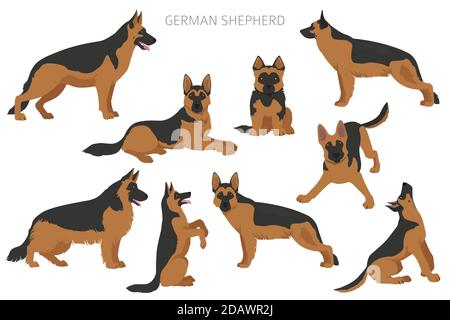 Chiens de berger allemands dans différentes poses. Jeu de caractères Shepherd. Illustration vectorielle Illustration de Vecteur