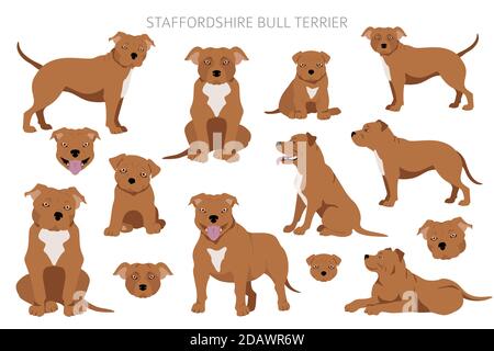Staffordshire Bull terrier dans différentes poses. Jeu de caractères Staffy. Illustration vectorielle Illustration de Vecteur