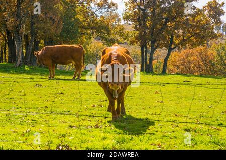 Vaches dans un pré. Banque D'Images