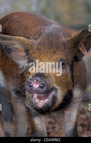 Piglet heureux avec des anneaux dans le nez pour empêcher l'enracinement pendant le Pannage dans la Nouvelle forêt où les porcs sont libérés pour effacer les Acorns. New Forest Royaume-Uni Banque D'Images