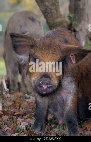 Mignon Piglet avec des anneaux dans son nez pour empêcher l'enracinement Pendant Pannage dans la New Forest UK où les porcs sont Libéré pour effacer Acorns Banque D'Images