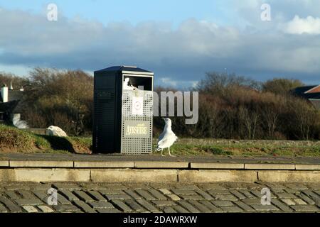 Seagull déchargeant une poubelle sur la promenade du front de mer d'Ayr, en Écosse Banque D'Images