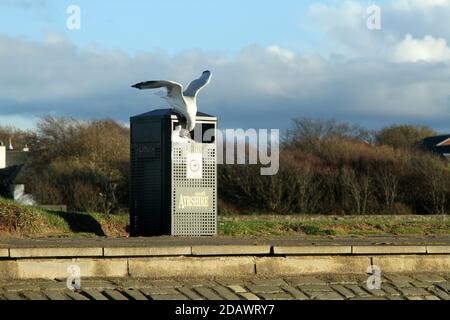 Seagull déchargeant une poubelle sur la promenade du front de mer d'Ayr, en Écosse Banque D'Images