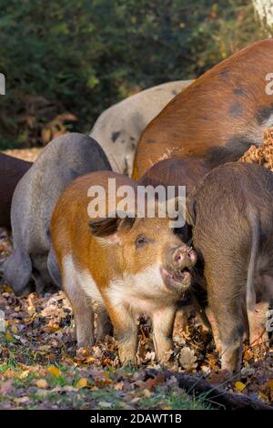 Porcelets en quête d'Acorns pendant le Pannage dans la Nouvelle forêt Royaume-Uni où les porcs sont libérés pour éliminer les Acorns Banque D'Images