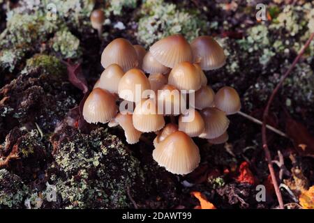 Mycena inclinata, champignons de Bonnet en grappes ou tabourets de crapaumes en grappes ou champignons en croissance au Royaume-Uni Banque D'Images