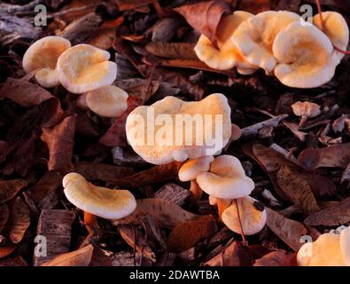 Jeunes poulets des Bois - Laetiporus sulfureus ou Polypore de soufre - champignons comestibles, tabouret ou champignons, Royaume-Uni Banque D'Images