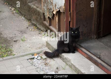 Chat doux noir assis sur la marche près de la porte d'une porte d'entrée marron sorbante de la vieille maison à le trottoir brisé en carreaux gris Banque D'Images