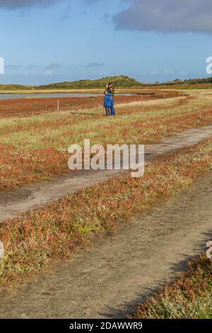 Texel, pays-Bas - 22 octobre 2020 : observation des oiseaux dans la réserve naturelle de Slufter sur le Texel de WaddenIsland, Hollande-Nord, pays-Bas Banque D'Images