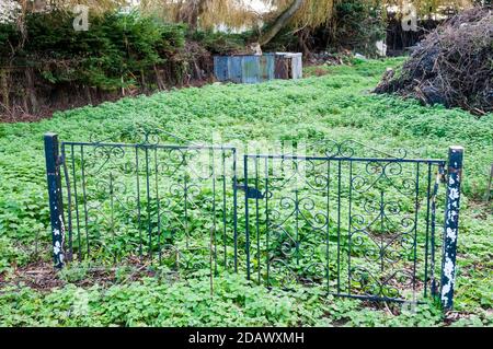 Un ensemble d'anciennes portes de jardin en fer forgé sont maintenant laissées sur leur propre et surcultivées. Banque D'Images