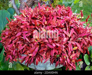 Rose rouge feuillage d'automne de Polygonum affine 'Superbum' dans ornemental semoir à pierres Banque D'Images