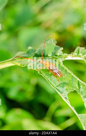 Longhorn Beetle sur Pak Choi Leaf Banque D'Images