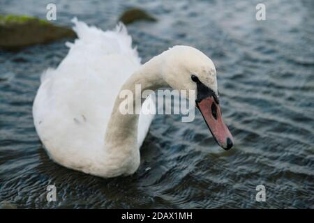 Un cygne flotte dans les eaux baltes au crépuscule, sur la côte Baltique, dans la région de Kaliningrad, en Russie Banque D'Images