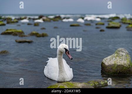 Un cygne flotte dans les eaux baltes au crépuscule, sur la côte Baltique, dans la région de Kaliningrad, en Russie Banque D'Images