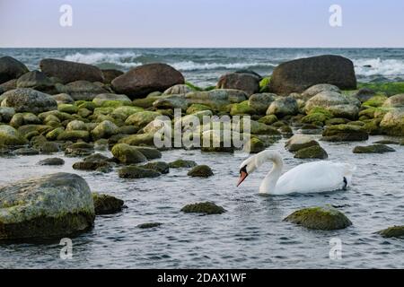 Un cygne flotte dans les eaux baltes au crépuscule, sur la côte Baltique, dans la région de Kaliningrad, en Russie Banque D'Images