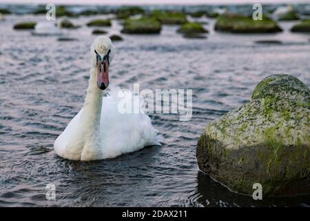 Un cygne flotte dans les eaux baltes au crépuscule, sur la côte Baltique, dans la région de Kaliningrad, en Russie Banque D'Images