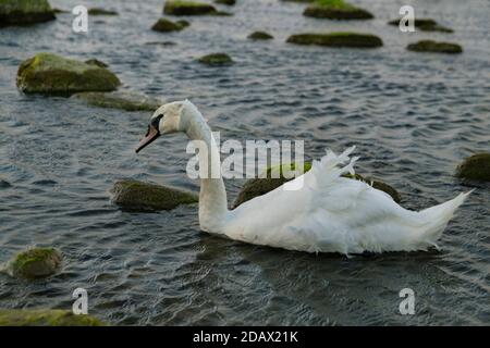 Un cygne flotte dans les eaux baltes au crépuscule, sur la côte Baltique, dans la région de Kaliningrad, en Russie Banque D'Images