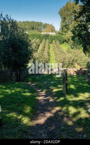 Vue sur un verger de pomme depuis le chantier naval du village d'Egerton, Kent, Royaume-Uni Banque D'Images