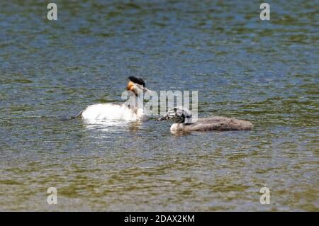 adulte, grand grebe à crête avec juvénile Banque D'Images