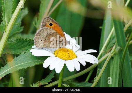 Gros plan du papillon brun de prairie sur une fleur, Maniola jurtina Banque D'Images