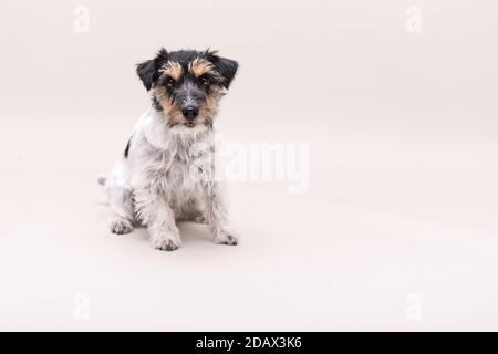 Petit Chien tricolore est assis en face de l'arrière-plan blanc. Jack Russell Terrier à poil cassé Banque D'Images