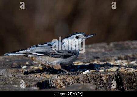 White-breasted nuthatch perching on an old tree stump. It is a small songbird of the nuthatch family common across much of temperate North America. Stock Photo