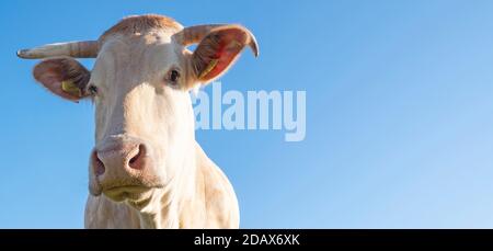 vaches blondes d'aquitaine dans un pré de printemps vert frais Banque D'Images