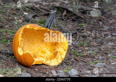 Une citrouille en purée d'orange couchée sur le sol, sur un bois. Seulement la moitié de la citrouille présente. Concentrez-vous sur l'intérieur de la citrouille. Banque D'Images