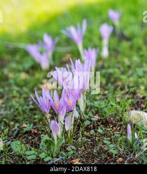 Un timbre de Colchicum Stevenii, ou safrons de la prairie de Steven, dans un champ de jachère en Israël. Banque D'Images