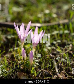 Colchicum Stevenii rétroéclairé, ou safrons de la prairie de Steven, dans un champ de jachère en Israël. Banque D'Images