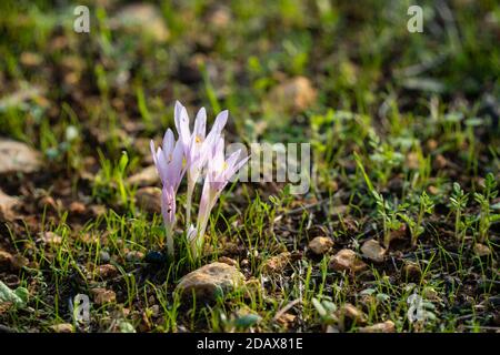 Colchicum Stevenii rétroéclairé, ou safrons de la prairie de Steven, dans un champ de jachère en Israël. Banque D'Images