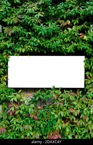 Mise en page créative composée de fleurs et de feuilles avec carte papier à notes. L'appartement était couché. Concept de la nature Banque D'Images